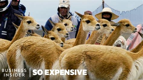 why are vicunas so expensive